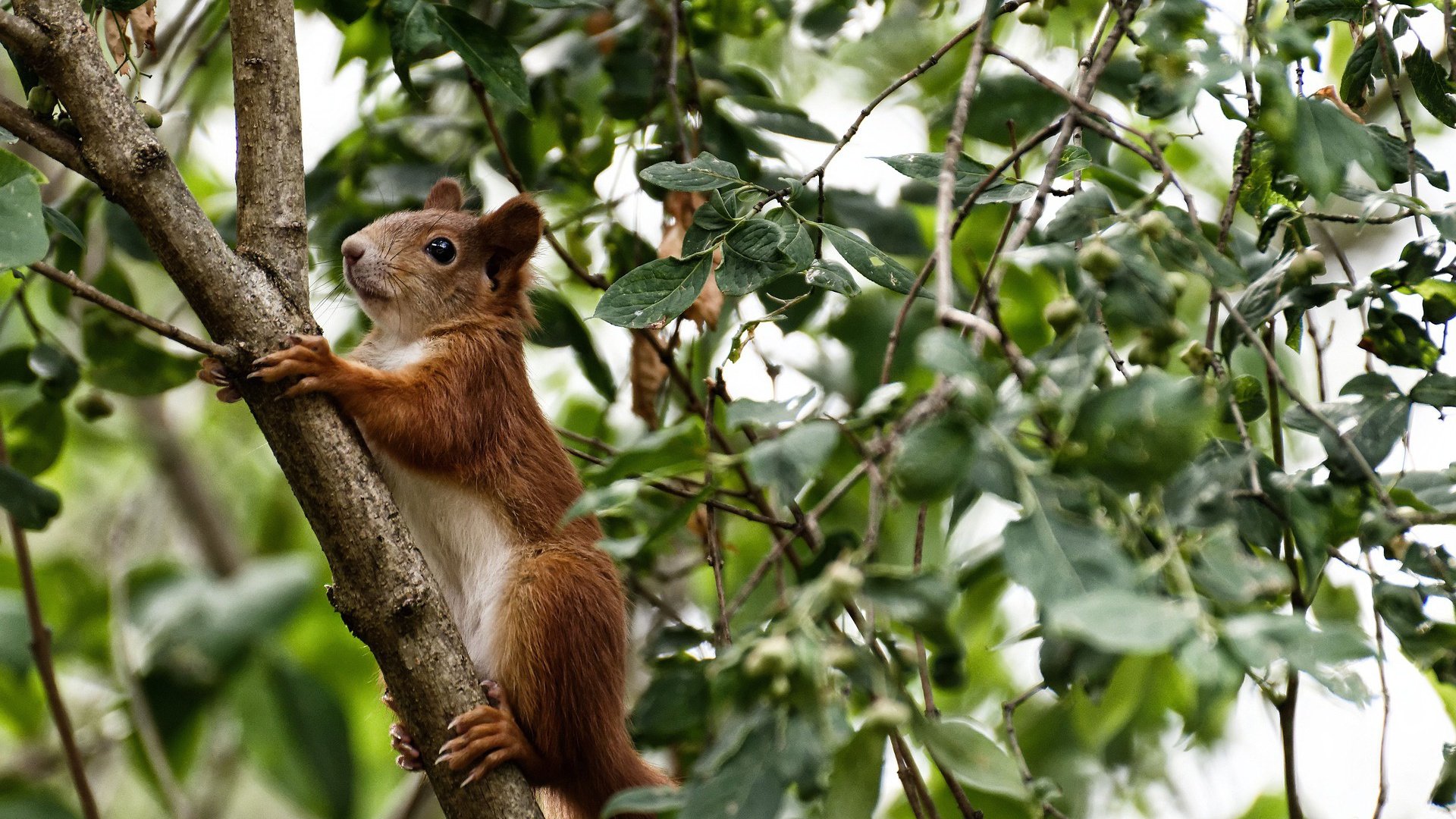 “中国足球投资持续增长,行业迎来黄金期”,中国足球投入了多少钱