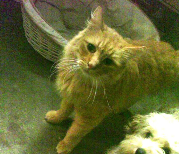 kaiyun体育综合-_黄蜂主场逆袭，奋不顾身抗强敌_，黄蜂队比赛视频聚胜顽球汇