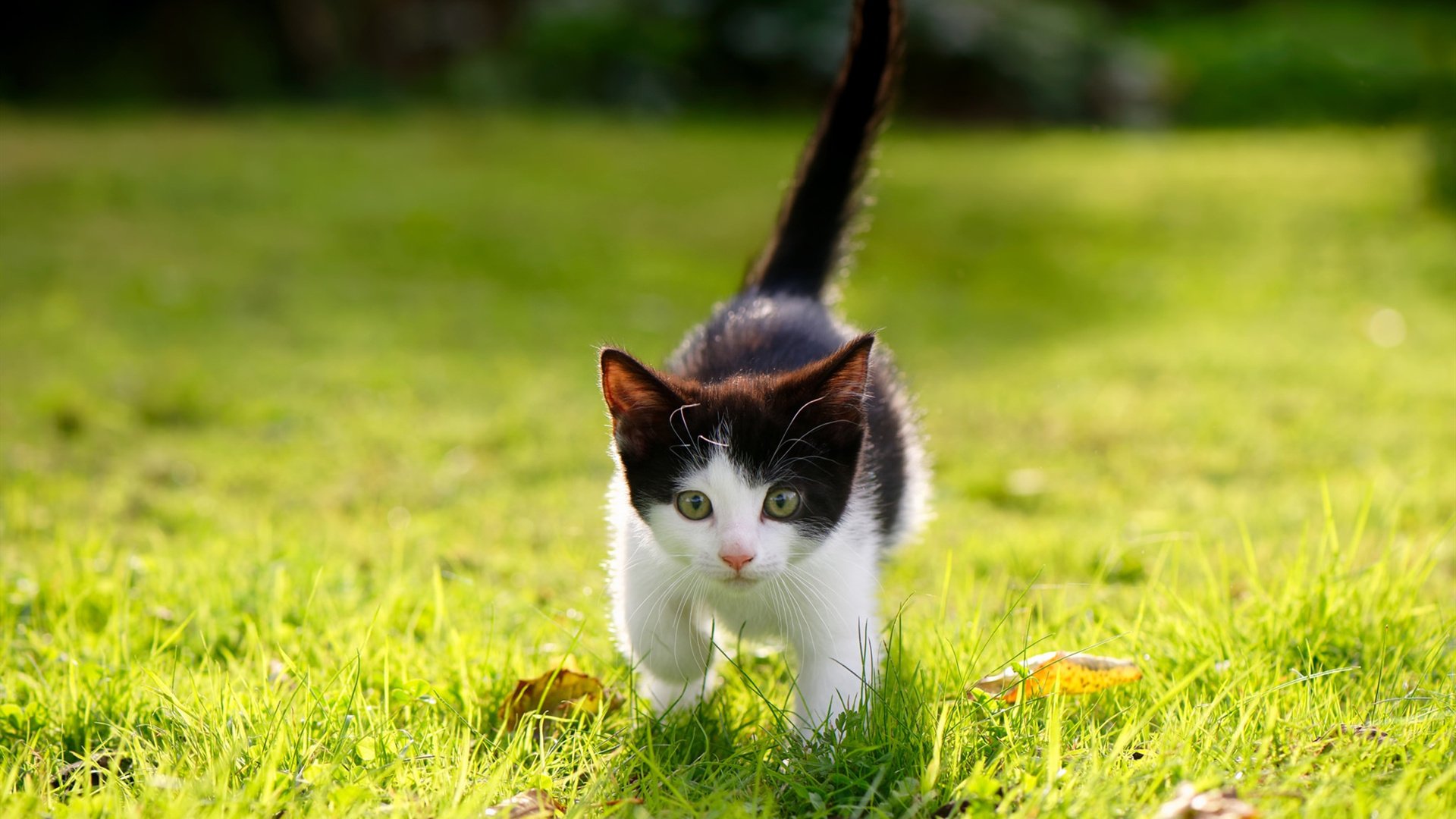 “国王队青年才俊崛起,未来可期”,国王队百科