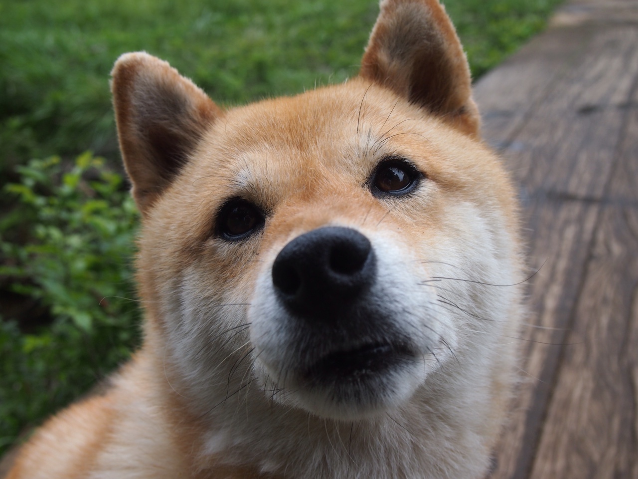 “历史回顾:NBA最伟大球队的辉煌瞬间”,nba历史最伟大球员排名