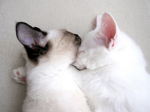 “法甲热火朝天,豪门争夺巅峰”,法甲首秀