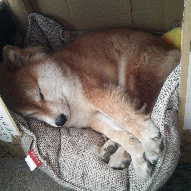 夜光激光跑,科技点亮运动未来,激光夜视仪价格