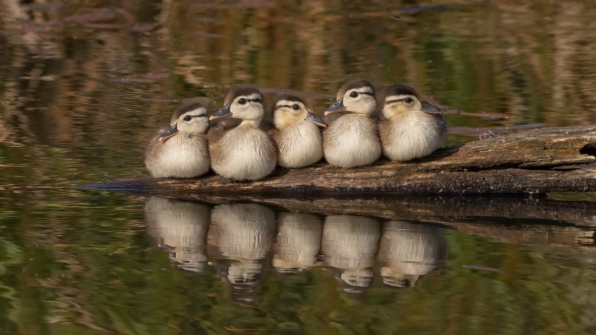 爱游戏体育（AYX）官方APP下载-莱万破门如探囊取物，个人总进球破200大关，莱万进球集锦高清视频