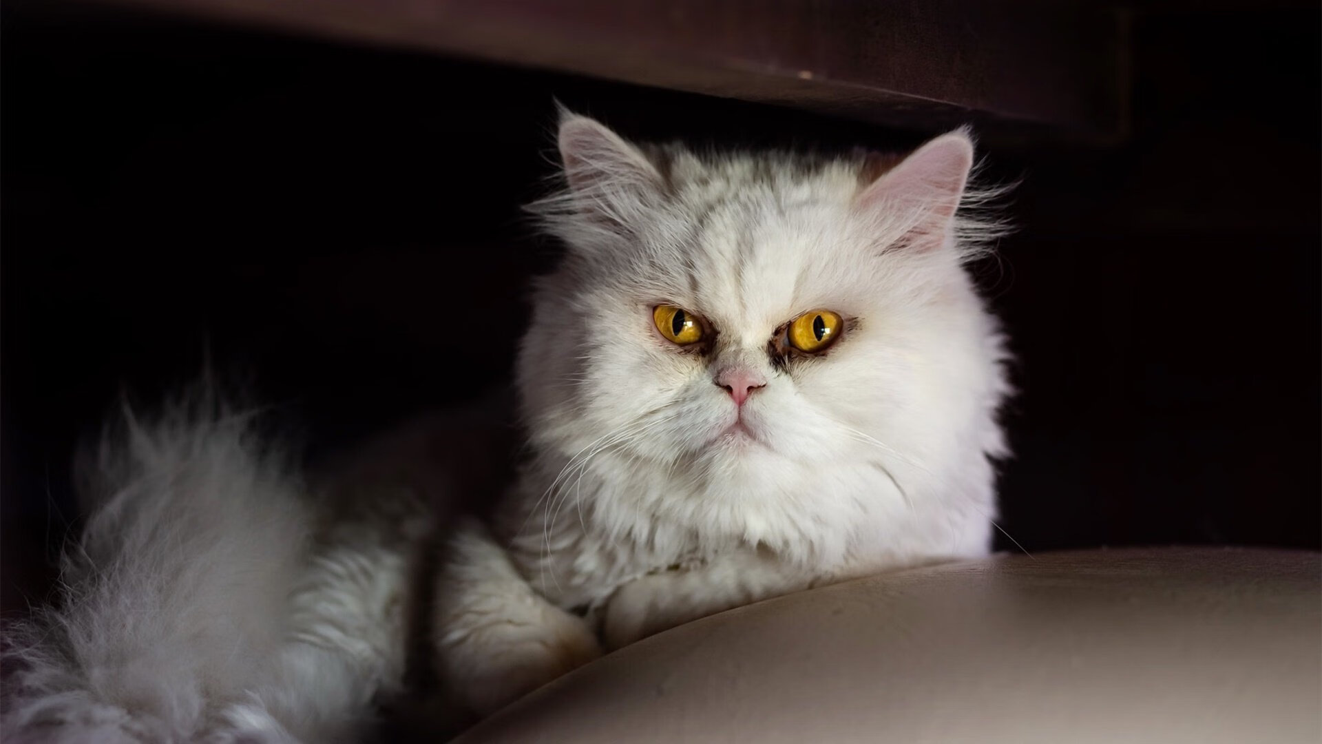 东契奇上演后撤步绝杀,东契奇 集锦