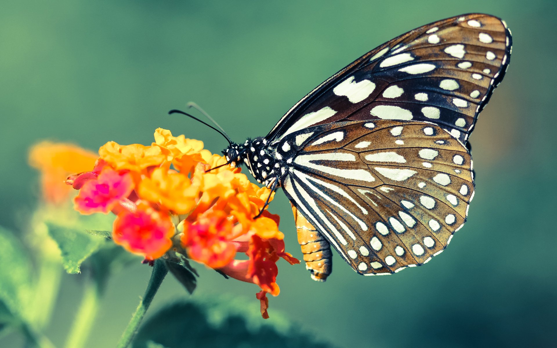 世界举重锦标赛,中国队一日两金表现强势,举重世锦赛中国队名单