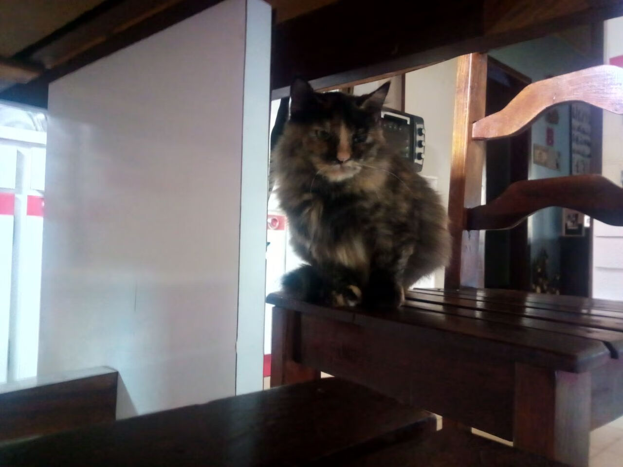 勒沃库森签下荷兰射手，德甲劲旅加强，勒沃库森球队