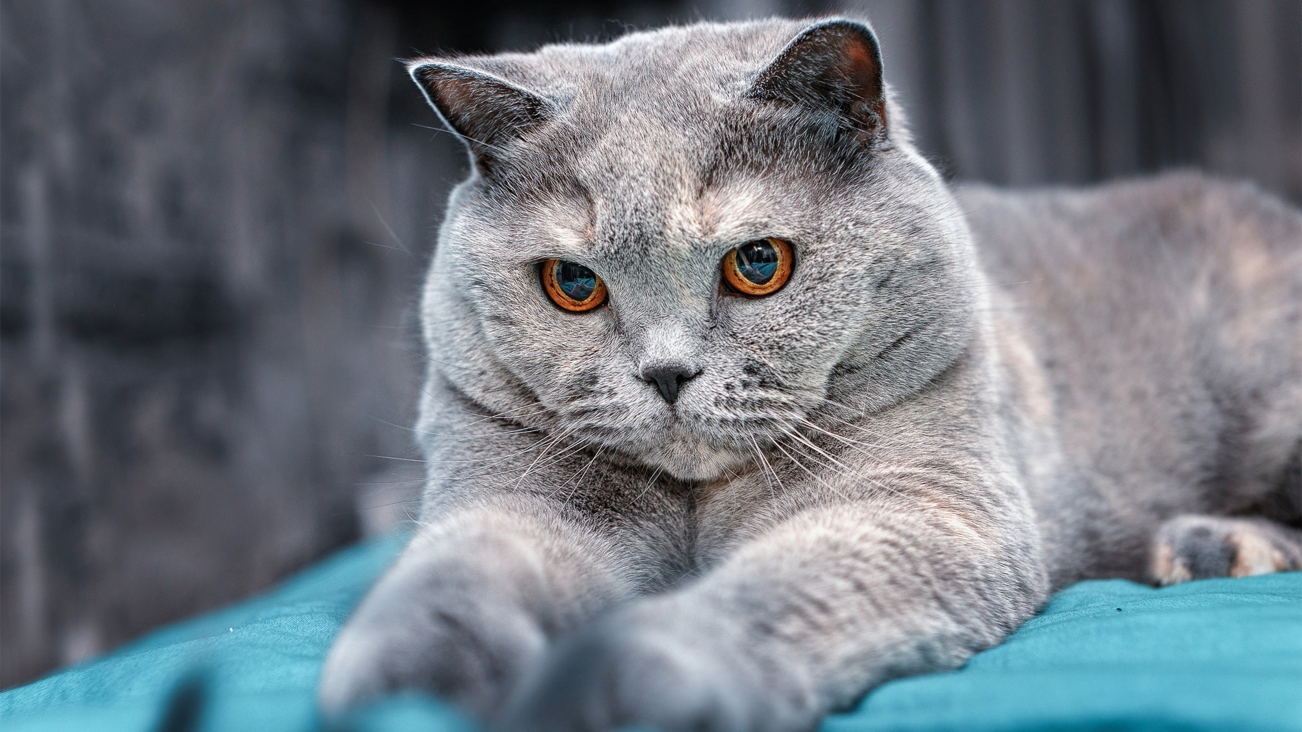 千钧一发的较量，谁将笑傲群雄？，千钧一发下一句是什么