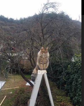 AYX官网-欧洲豪门遭遇不败之地，惨遭逆转，欧洲豪门遭遇不败之地,惨遭逆转