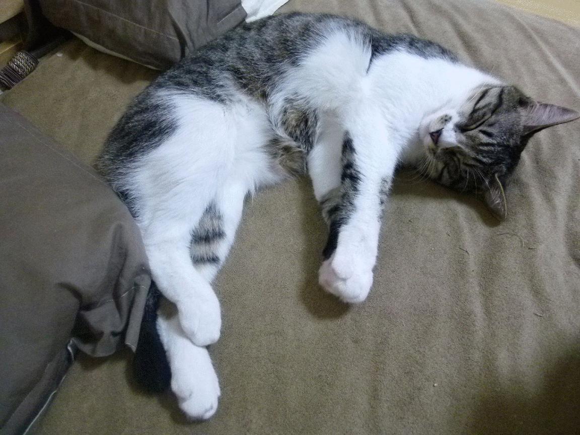 世界青少年武术锦标赛中国队代表团荣获多项金牌,2020年全国青少年武术锦标赛