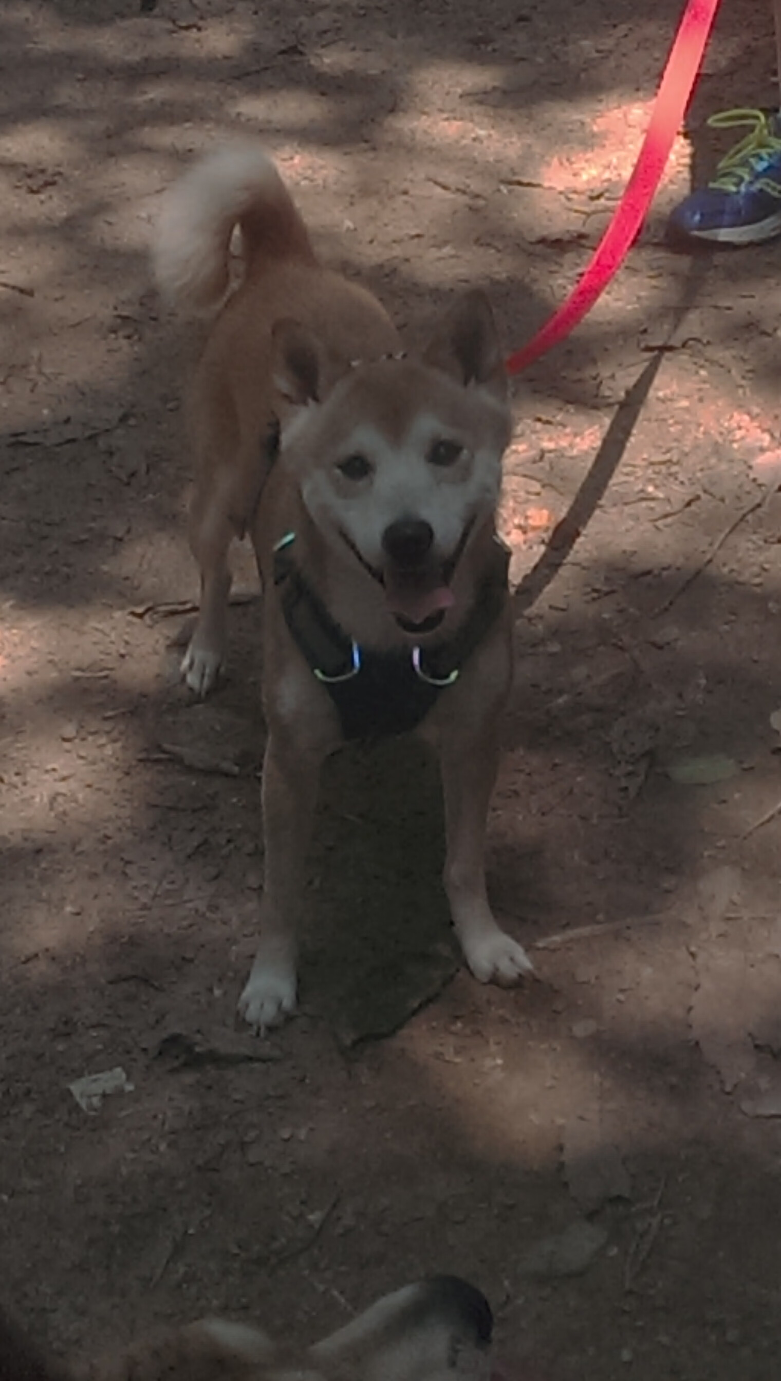 篮球运动员专项技能训练智能辅助工具研发,篮球运动员功能性训练