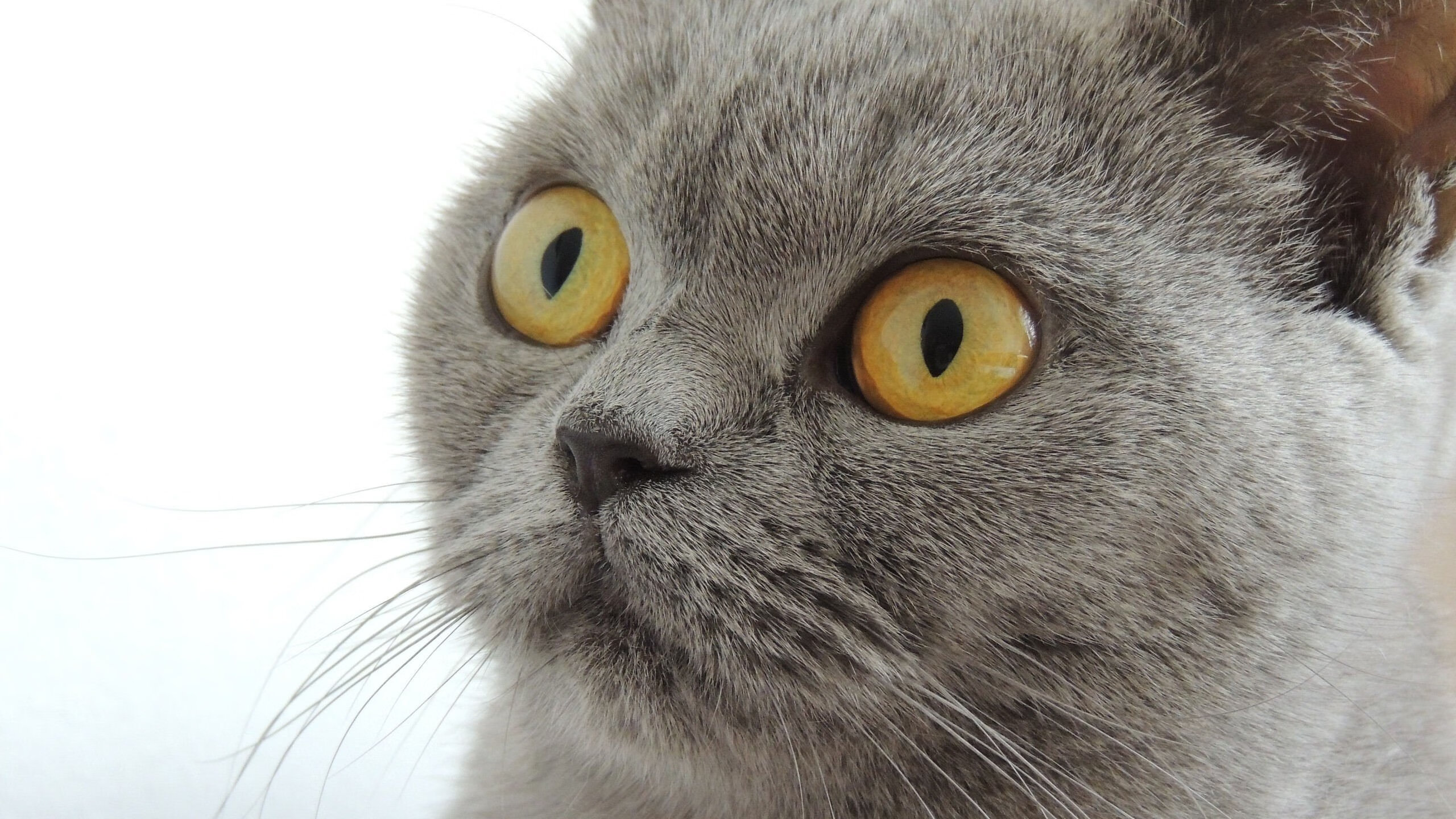 体育新闻中心协办全国体育数字传播创新论坛,体育数字化平台