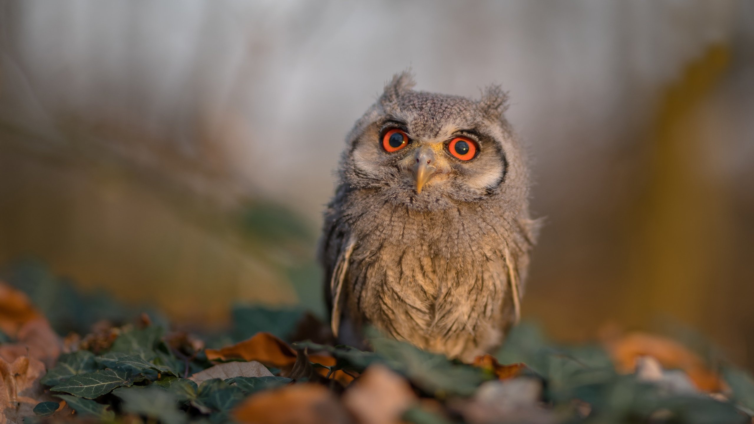 篮球社会项目 Hoops For Green 激发社区环保创新,社区篮球运动