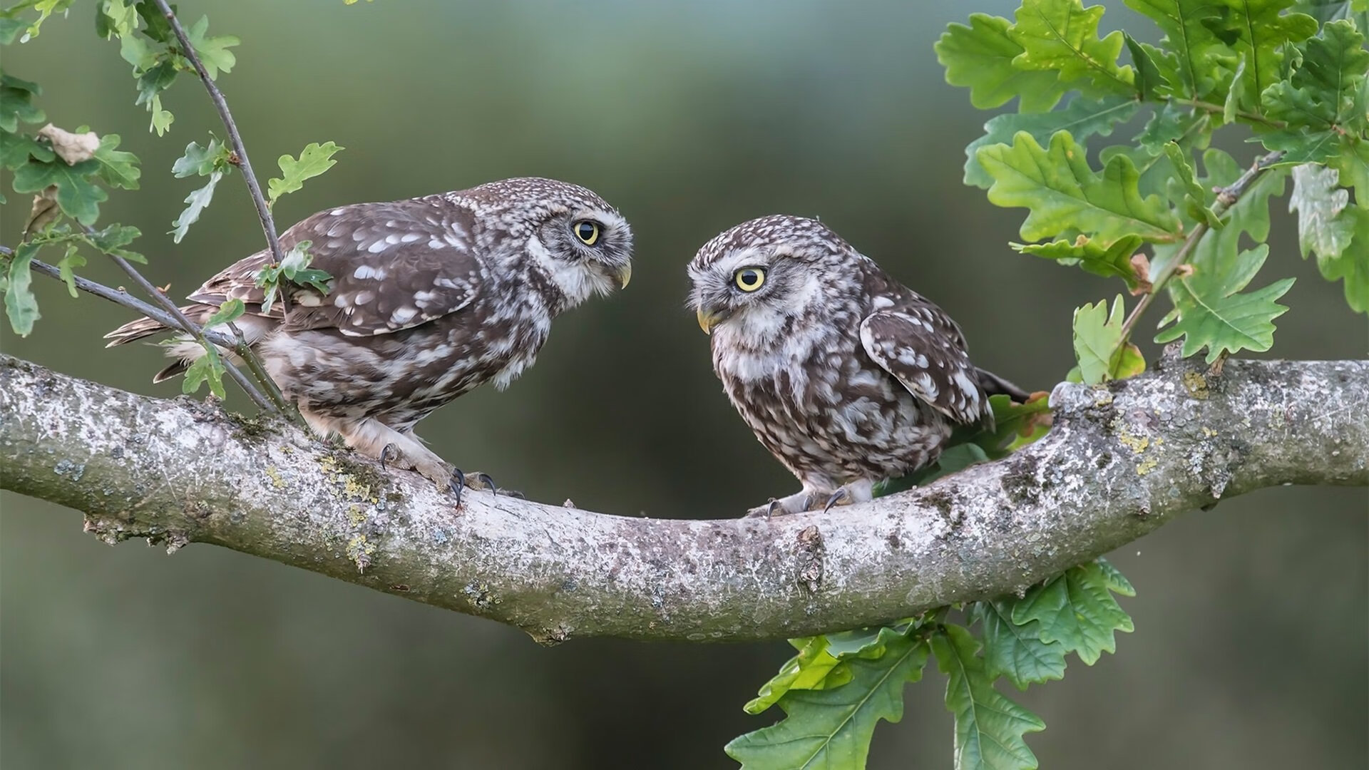 西雅图海湾者新星闪耀国际舞台,西雅图海湾人对洛杉矶fc分析预测