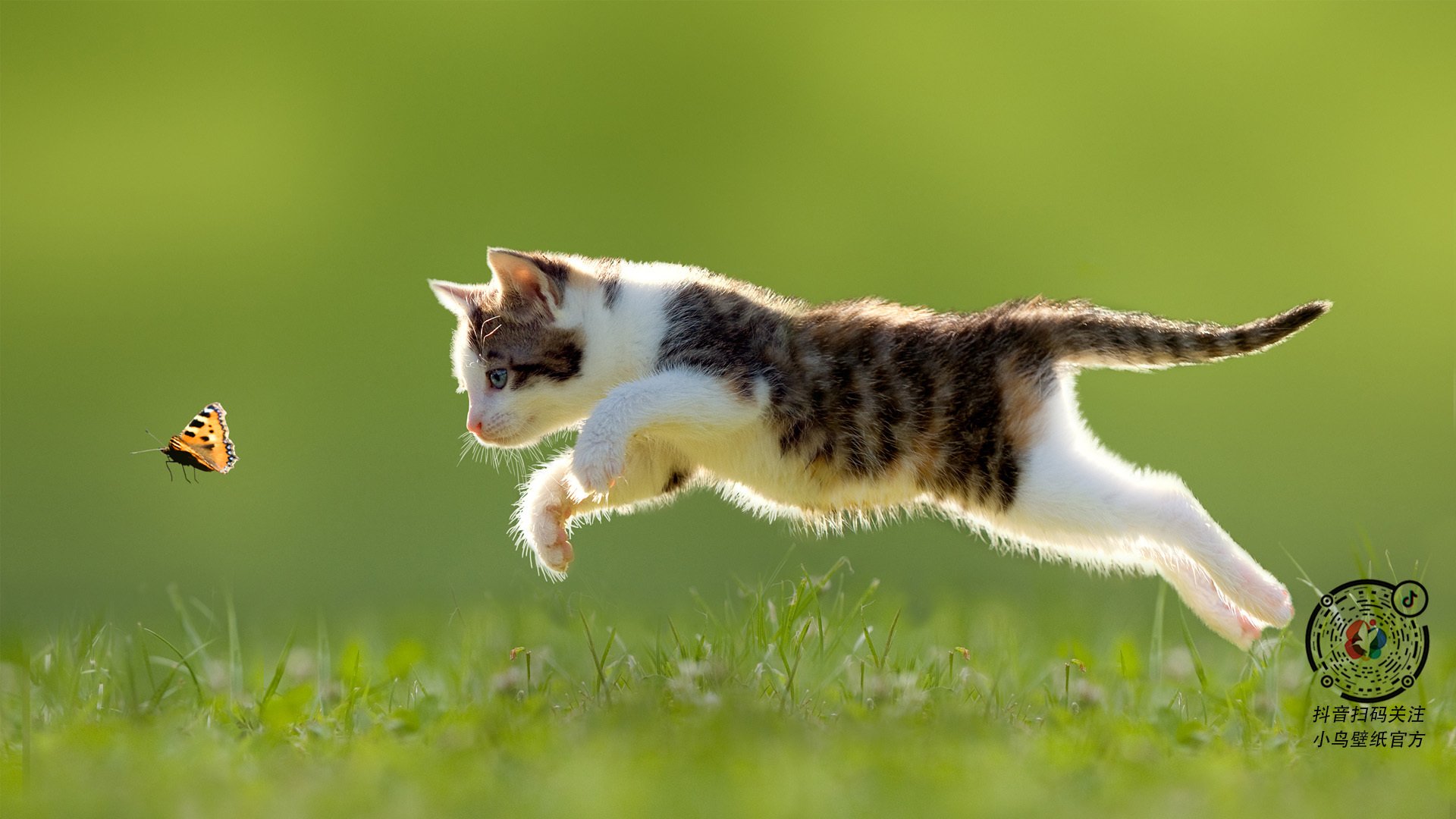 唐纳德·高尔的攻防转换高效,带领袋鼠队重夺比赛主导权,唐纳德古尔德