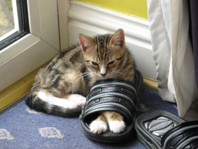 爱游戏体育平台-国际合作引入先进训练理念，打造国际合作竞争新优势