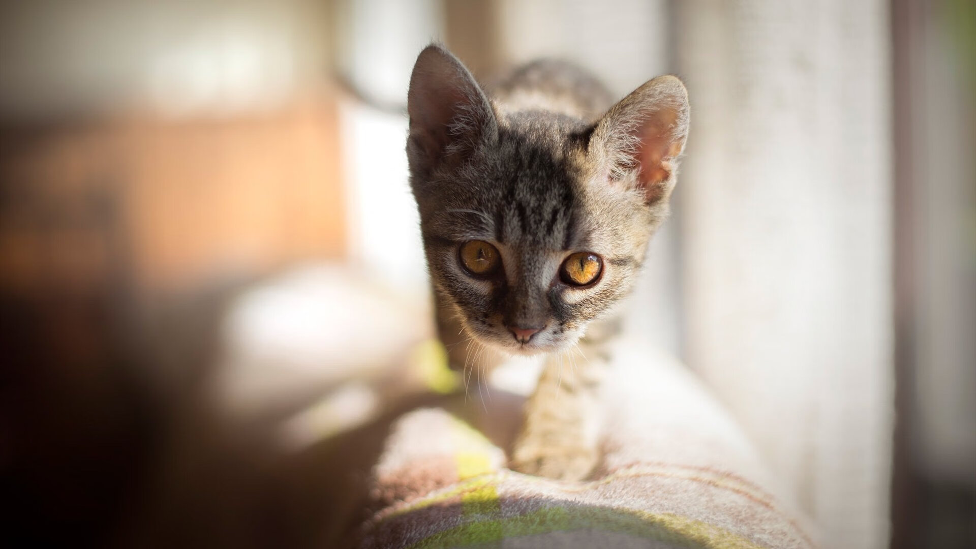 图穆亚展现的突破与传球能力,令袋鼠队进攻如行云流水,穆图什么水平