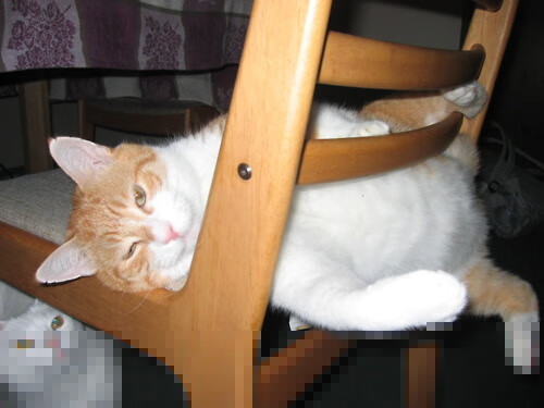 张伟丽晒训练照肌肉线条惊艳网友,张伟丽最近训练情况