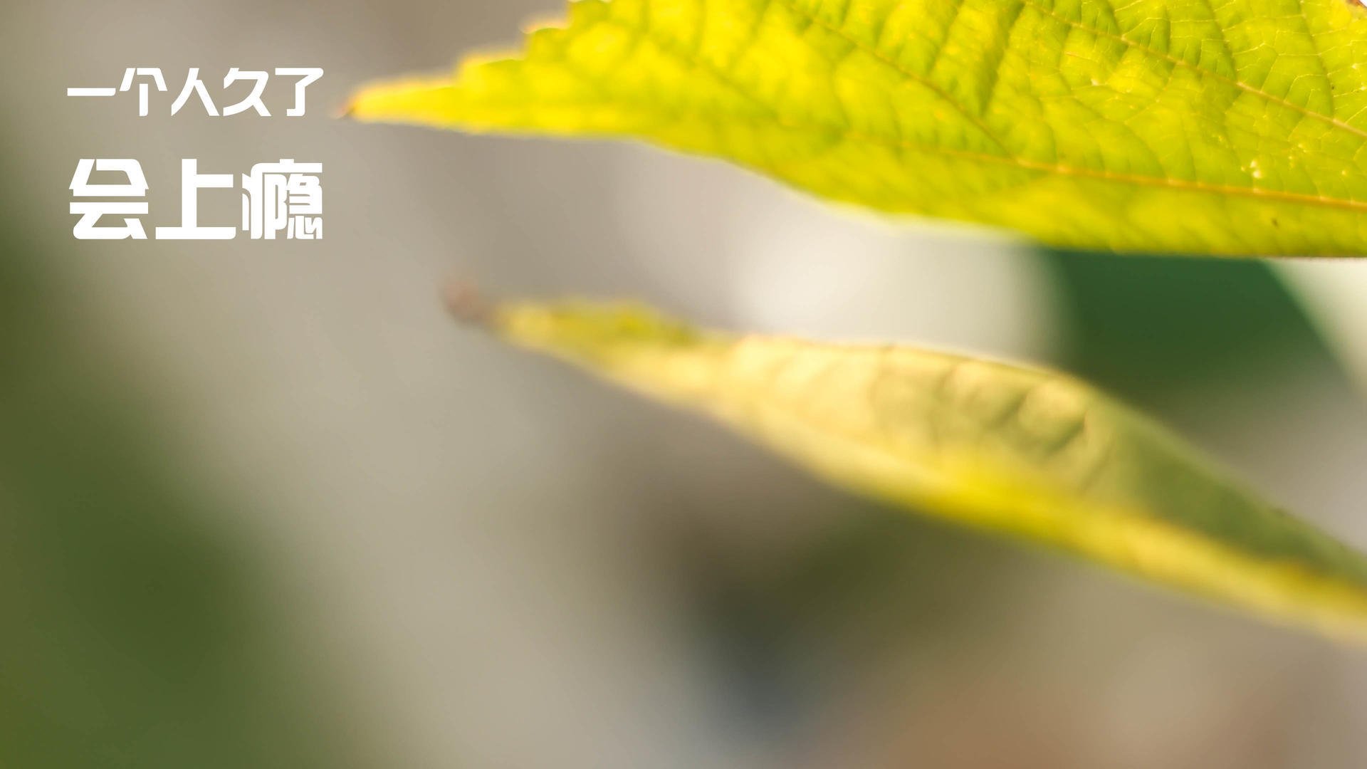 爱游戏官网-帕特森凭借稳定表现，帮助袋鼠队轻松驾驭比赛节奏，帕特森在哪里