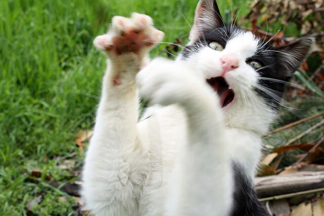 意大利国家队不敌葡萄牙,欧国联失利