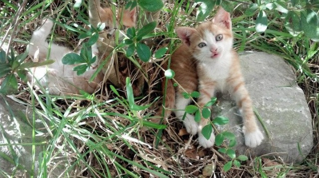 澳大利亚橄榄球队挑战世界顶级强队,未来潜力巨大,澳大利亚国家橄榄球联赛