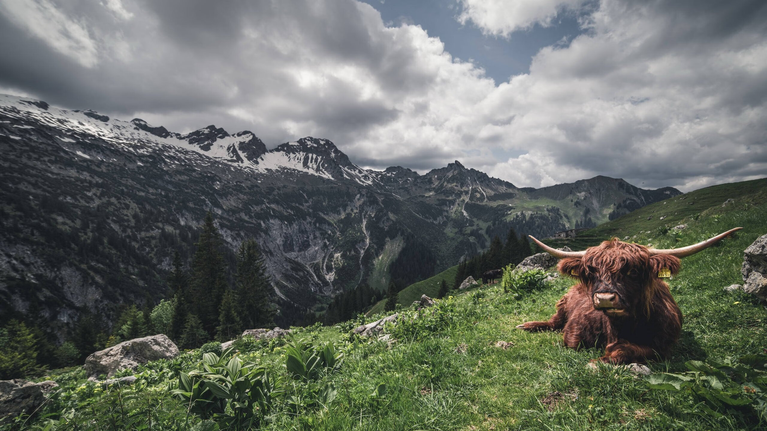 爱游戏中国官方网站平台-皮特·卡普尔迅猛的反应速度，成为袋鼠队进攻的加速器，皮特卡瑞尔