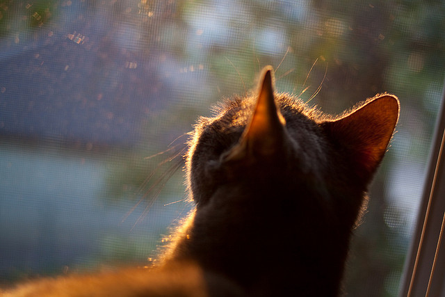 爱游戏app-美洲杯明星演绎：激情、速度、技巧同步爆发！，美洲杯巨星