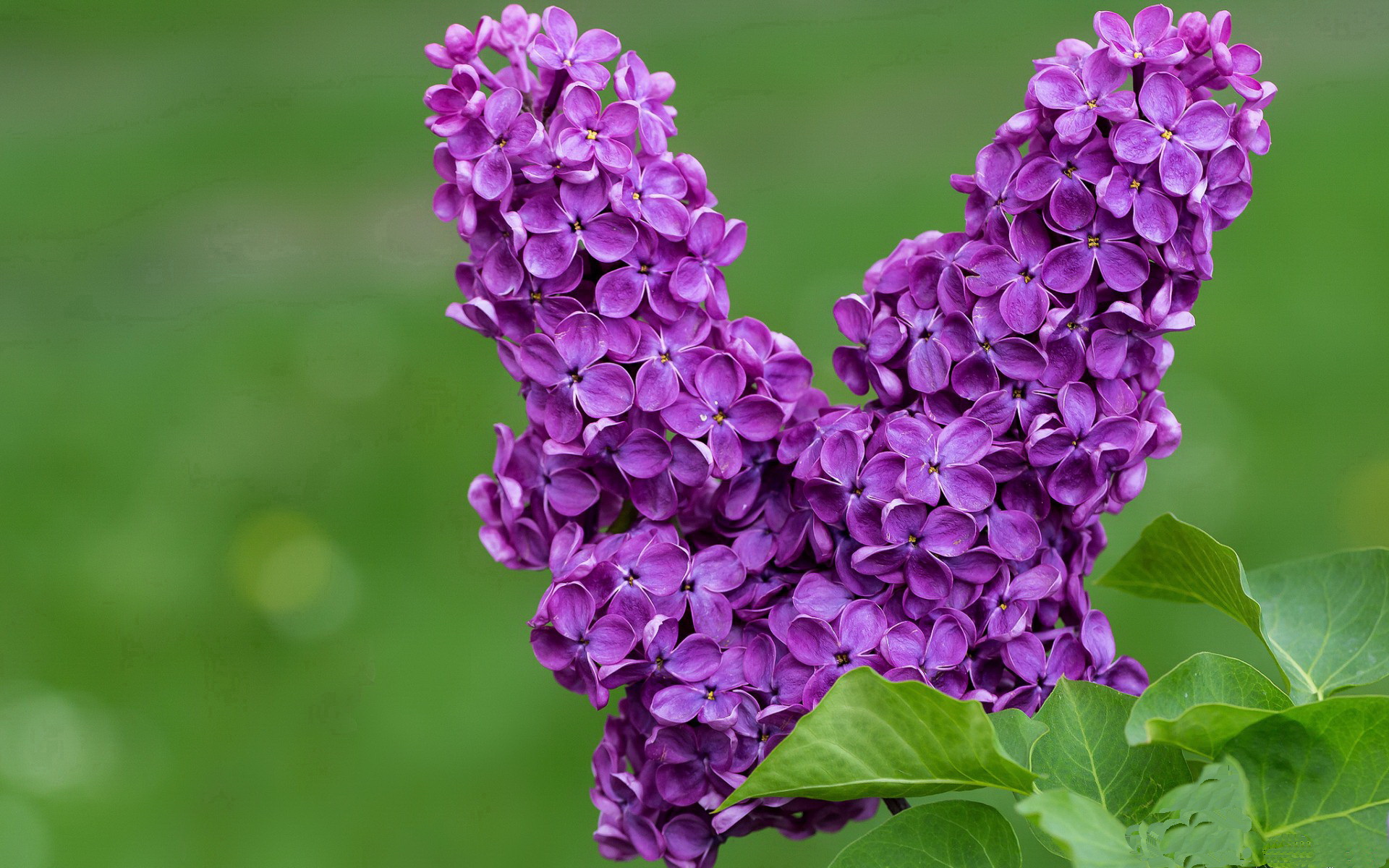 爱游戏登录入口-荷兰水球队核心发挥极致效率，荷兰水球守门员