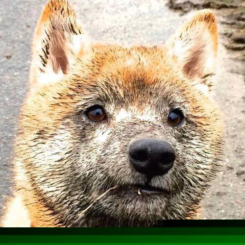 爱游戏体育APP下载-跳水赛场南非女将精准入水，南非跳远运动员